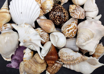 Large Seashell Assorted Ocean Mix - (approx. 1 Kilogram/2.2 lbs. 1-4 inches). Multiple different colored shells in a pile. Copyright 2024 SeaShellSupply.com.
