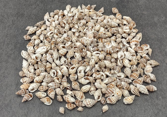 Nassa Persica (Persian) - (approx. 135-150 shells .625-.75 inches). Multiple earthly colored spiral shells in a pile. Copyright 2025 SeaShellSupply.com.