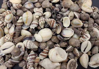 One Kilo (2.2 lbs.) Small Shell Mix. Multiple different colored shells ranging different shapes and sizes. Copyright 2024 SeaShellSupply.com.