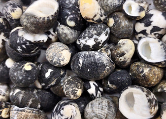 Black Moon Seashells - Nerita Peloronta - (approx. 45-60 shells 0.25-0.75 inches). Multiple black and white spiral shells in a pile. Copyright 2025 SeaShellSupply.com.