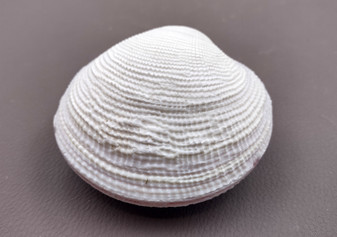 Tiger Clam (3+ inches) - Codakia Tigrina. Closed ribbed white shells, one showing the flat ribbed side and one showing the close of the two shells. Copyright 2024 SeaShellSupply.com.
