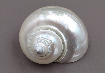 Pearlized Jade Turbo Shell - Turbo Burgessi - (1 shell 3-3.5 inches). Shiny spiral shells, on light background. Copyright 2022 SeaShellSupply.com.