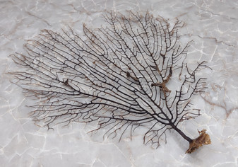 Black Sea Fan Coral Gorgonia Ventalina (1 fan approx. 7-9+ inches) Dark Brown Seafans for wall decor collection or artistic display!