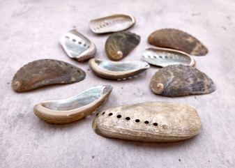 Natural Mule Ear Abalone - Haliotis Asiana - (10 shells approx. 1.5+"). Multiple brown wide open shells with holes along one edge. Copyright 2025 SeaShellSupply.com.