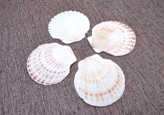 Irish Deep Baking Scallop Seashells - Pecten Yessoensis - (4 shells approx. 3 - 4")
4 white scallop sea shells on a stone background
Copyright 2025 SeaShellSupply.com