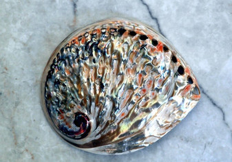 Polished Midas Abalone (1 shell approx. 4 - 4.5"). One multicolored wide spiral shell. Copyright 2022 SeaShellSupply.com.