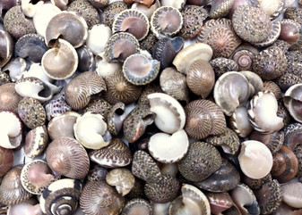 Black Umbonium Seashells (approx. 130-150 shells .125-.375 inches). Shells with a combination of black, brown, and white spots in pile. Copyright 2025 SeaShellSupply.com.