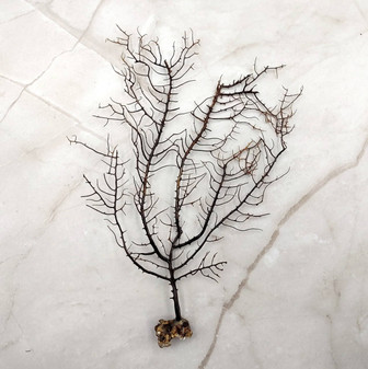 Black Sea Fan - Gorgonia Ventalina - (1 fan approx. 5-7 inches). One black sea fan with long black arms and a brown base. Copyright 2025 SeaShellSupply.com.