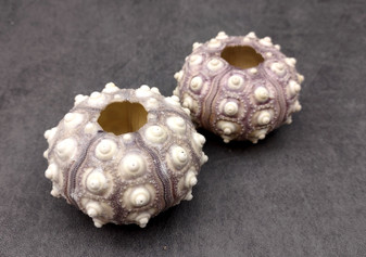 XL Purple Sea Sputnik Sea Urchin Phyllacanthus Parvispinus (2 urchins approx. 2.5+ inches) Quality natural sea shells for crafts & décor!