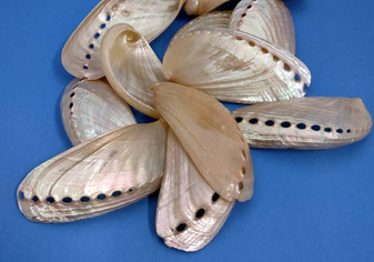 Pearlized Mule Ear Abalone - Haliotis Asiana - (10 shells approx. 2.5-3 inches). Multiple shiny rosy pink colored slim shells with holes along one side. Copyright 2022 SeaShellSupply.com.