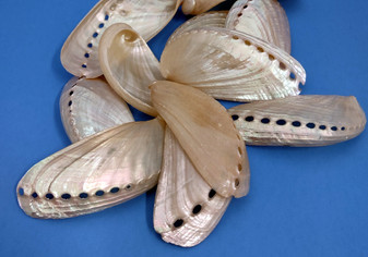 Pearlized Mule Ear Abalone Seashell Haliotis Asiana (10 shells approx. 2+ inches) Pearlized Mule Ear Abalone shells for crafts & arts!