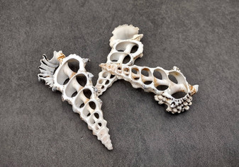 Center Cut Black & White Knobby Cerithium Seashells (3 shells approx. 3-3.5 inches). Three white and spiral open holed shells laying next to eachother. Copyright 2025 SeaShellSupply.com.