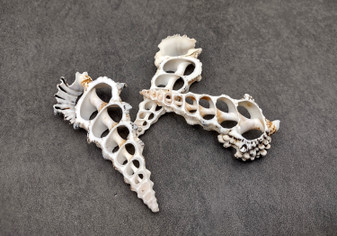 Center Cut Black & White Knobby Cerithium Seashells (3 shells approx. 3-3.5 inches). Three white and spiral open holed shells laying next to eachother. Copyright 2025 SeaShellSupply.com.