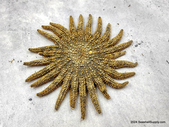 Mexican Sun Star (4-5\") - Heliaster Kubiniji. One broad brown tinted ribbed textured shell with many branches. Copyright 2025 SeaShellSupply.com.