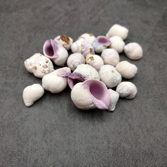 Cebu Beauty Violet Coral Seashells Coralliophila Neritoidea (approx. 40+ shells 0.5+ inches) Special for any coastal themed arts and crafts!