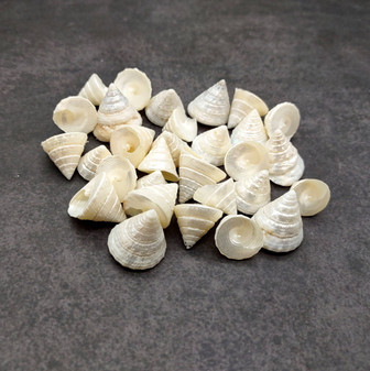 Pearlized Trochus Seashell Trochus Niloticus (approx. quarter cup +/-20 shells 0.5+ inch) Pearl Trochus Shells for arts crafts & display!