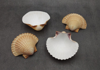 Mexican Yellow Cups - Pecten Vogdesi - (4 shells approx. 2.75-3 inch). Brown and tan tinted ribbed shells with wide base opening. Copyright 2022 SeaShellSupply.com.