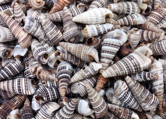 Cerithium Molniferus Seashells (approx. 190-200 pcs.). Multiple striped cone shaped shells in pile. Copyright 2025 SeaShellSupply.com.
