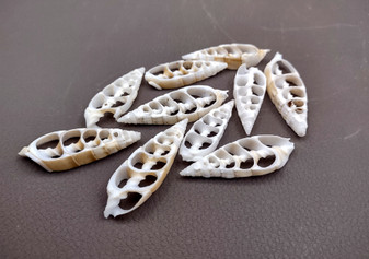 Cerithium Sliced/Center Cut Seashells (10 pcs.). White ribbed shells showing the inner cavities. Copyright 2024 SeaShellSupply.com.