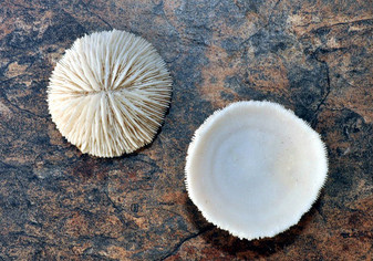 Cupped Mushroom Coral (2 pcs.) - (1-2"). Two part shell white and ribbed. Copyright 2022 SeaShellSupply.com.