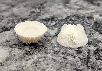 Cupped Mushroom Coral (2 pcs.) - (1-2\"). Two part shell white and ribbed. Copyright 2022 SeaShellSupply.com.
