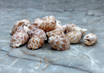 Small Spiral Babylon Seashells - Babylonia Spirata - (20 shells approx. 0.75-1 inches). Multiple spotted spiral shells in a grouping. Copyright 2022 SeaShellSupply.com.