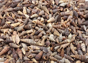 Dark Screw Seashell Assortment Cerithium Sulcata (approx. half cup 190+ shells 0.5+ inches) Mixed Brown Screw shells for arts & crafts! Copyright 2025 SeaShellSupply.com.