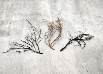 Black Sea Fan - Gorgonia Ventalina - (3 fans approx. 4-6+ inches). Multiple different angle branches with some parts of the root system. Copyright 2025 SeaShellSupply.com.