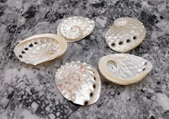 Large Seashell Assorted Ocean Mix - (approx. 1 Kilogram/2.2 lbs. 1-4 inches). Multiple different colored shells in a pile. Copyright 2022 SeaShellSupply.com.