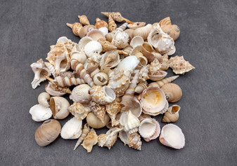 Drilled Seashell Assorted Mix (approx. 1 pound 60-80 shells .75-2 inches). Multiple brown and white spiral ribbed shells in multiple different shapes and sizes. Copyright 2024 SeaShellSupply.com.