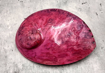Polished Pink Midas Abalone - Haliotis Midae - (1 shell approx. 5-6 inches). One pink spiral glazed shell with wide opening and small spiral off to one side. Copyright 2022 SeaShellSupply.com.