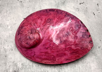 Polished Pink Midas Abalone - Haliotis Midae - (1 shell approx. 5-6 inches). One pink spiral glazed shell with wide opening and small spiral off to one side. Copyright 2022 SeaShellSupply.com.