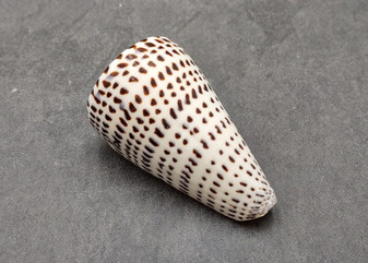 Leopard Cone Seashell Conus Leopardus (1 shell approx. 3+ inches) Cone shell great for coastal arts and crafts! Copyright 2025 SeaShellSupply.com.