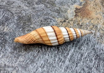 Compressed Miter Seashell - Mitra Compressum - (1 shell approx. 2-2.25 inches). Spiral orange and white shell with some brown detailing and ribbing. Copyright 2022 SeaShellSupply.com.