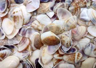 Purple/White Coquina Shells - Donax Variabilis - (1/2 cup approx. 80-100 shells .5-1 inch). Multiple purple and light pink ombre shells with a little white in a pile. Copyright 2025 SeaShellSupply.com.