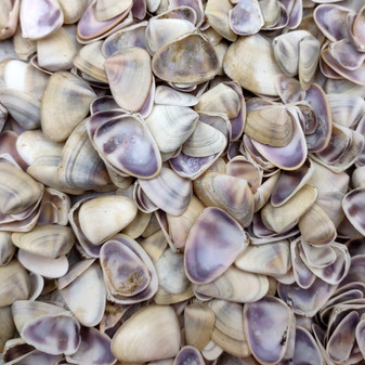 Purple Coquina Clam Shells Donax Variabilis (Approx. half cup +/-100 shells 0.25+ inches) Purple Coquina Clam for jewelry arts & crafts! Copyright 2026 SeaShellSupply.com.