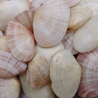 Sunrise Tellin Clam Polished Seashells - Tellina Radiata - (10 Pairs approx. 1.25-2 inches). Multiple pink and white streaked ombre shells in a pile. Copyright 2026 SeaShellSupply.com.