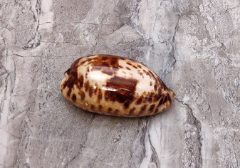 Tortoise Cowrie Seashell - Cypraea Testudinaria - (1 shell approx. 4-4.5 inches). Brown and white tinted wide wrapped shell. Copyright 2022 SeaShellSupply.com.