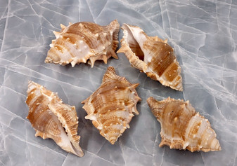 Frog Seashells - Bursa Rana- (5 shells approx. 2-2.5 inches). Brown wrapped spiral shells with some spikes laying near each other. Copyright 2022 SeaShellSupply.com.