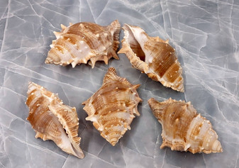 Frog Seashells - Bursa Rana- (5 shells approx. 2-2.5 inches). Brown wrapped spiral shells with some spikes laying near each other. Copyright 2022 SeaShellSupply.com.