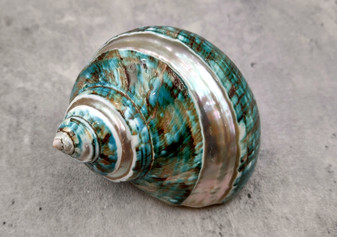 Polished Jade Turbo Shell w/Pearlized Stripe - Turbo Burgessi - (1 shell approx. 2.5-3 inches). Jade and green spiral ribbed shell with a cream band. Copyright 2024 SeaShellSupply.com.