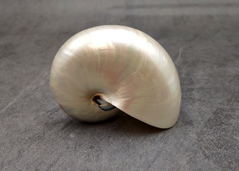 Pearlized Nautilus Seashell Polished Nautilus Pompilius (1 shell approx. 3+ inches) Pearlized Nautilus Shell for display decor & collecting! Copyright 2025 SeaShellSupply.com.