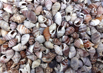 Common Nutmeg Seashells (approx. 150-170 shells .25 inches) Multi colored ribbed shells in a pile. Copyright 2025 SeaShellSupply.com