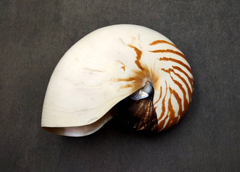 Natural Nautilus Seashell Nautilus Pompilius (1 shell approx. 7+ inches) Perfect shells for coastal crafting decor & collections! Spiral brown and white ombre wide shell. Copy right 2024 SeaShellSupply.com