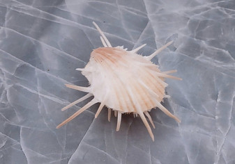 Imperial Thorny Oyster Seashell Pair - Spondylus Imperialis (1 pair=2 halves approx. 2.5-3 inches). Orange and white ombre shell with several spikes sitting out of the sides. Copyright 2022 SeaShellSupply.com.