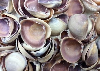 Purple Clam Shells (approx. 35-45 shells .5-1 inches). Purple and white ombre shells in a pile with wide open back. Copyright 2025 SeaShellSupply.com.