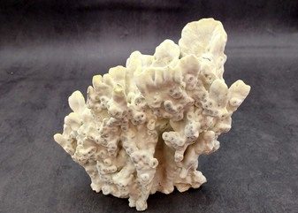 Fire Coral - Millepora Exesa - (Approx. 7-8 inches). White shell with many different layers including little ribbing and crustaceans. Copyright 2025 SeaShellSupply.com.