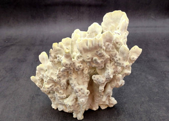 Fire Coral - Millepora Exesa - (Approx. 7-8 inches). White shell with many different layers including little ribbing and crustaceans. Copyright 2025 SeaShellSupply.com.