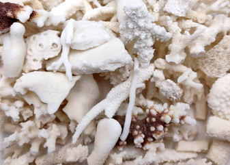 Small Coral Pieces White Brown Assorted Mix (approx. 1 pound 0.5-1.5+ inches) White Coral Fragment Assortment for crafts arts & display! Copyright 2025 SeaShellSupply.com.
