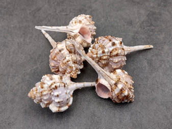 Snipe's Bill Murex - Murex Haustellum - (5 shells, Approx. 2.5 inches). Very pretty almost strawberry colored shells with sand coloring, wrapped tightly with long stem and some spikes. Copyright 2025 SeaShellSupply.com.